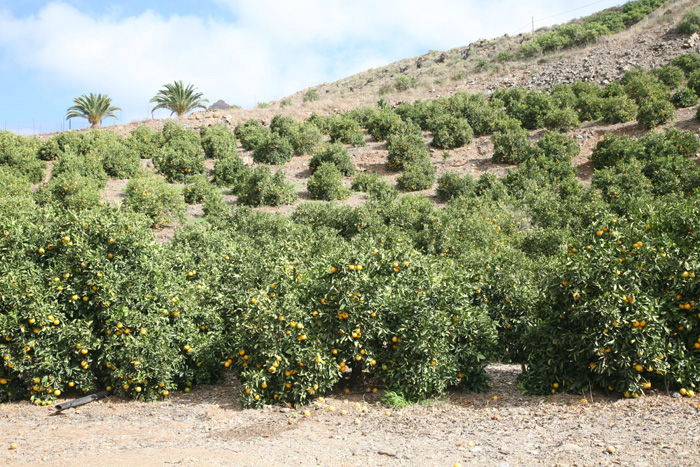 Gran Canaria, GC-60, Orangenplantage - mittelmeer-reise-und-meer.de