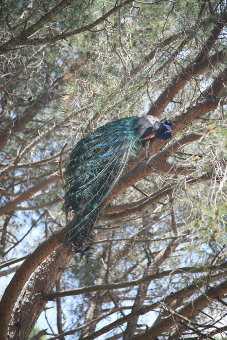 Rhodos, Filerimos, Pfau - mittelmeer-reise-und-meer.de