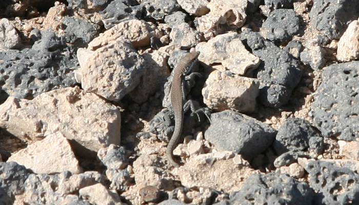 Fuerteventura, Faro de El Toston, Westseite - mittelmeer-reise-und-meer.de