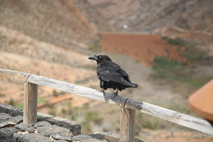 Fuerteventura, Mirador las Peñitas, Presa de las Peñitas - mittelmeer-reise-und-meer.de