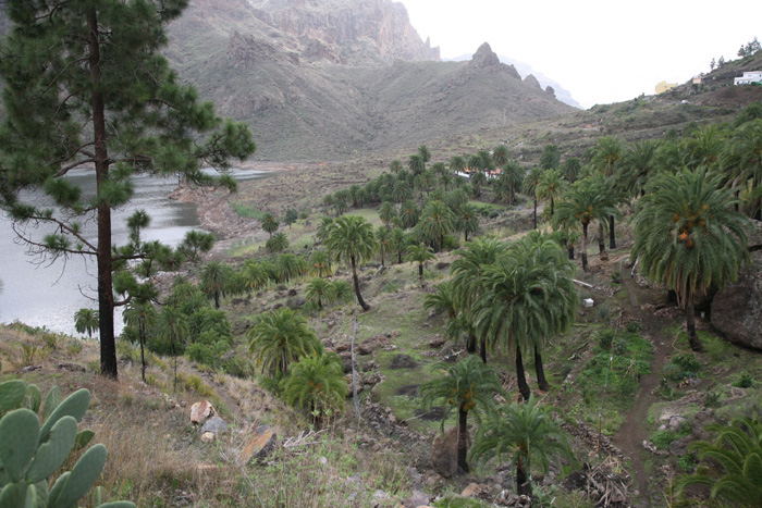 Gran Canaria, GC-505, Palmenhain am Stausee Embalse de la Soria - mittelmeer-reise-und-meer.de