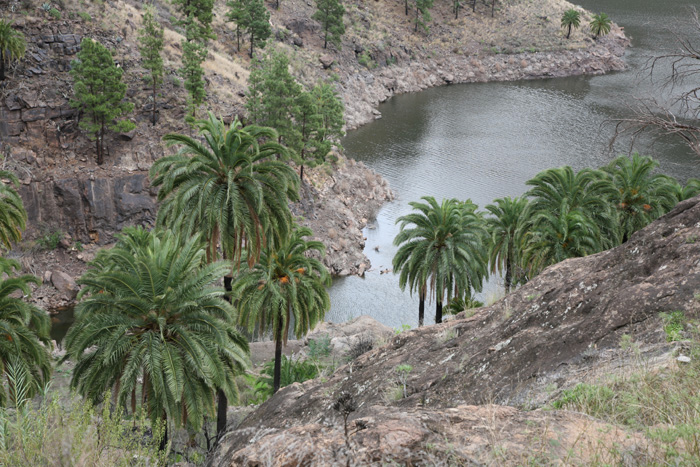 Gran Canaria, GC-505, Stausee Embalse de la Soria - mittelmeer-reise-und-meer.de