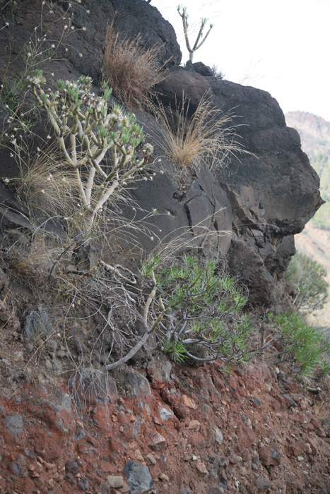 Gran Canaria, GC-606, Blick in die Berge Richtung Nordosten, km 11 - mittelmeer-reise-und-meer.de