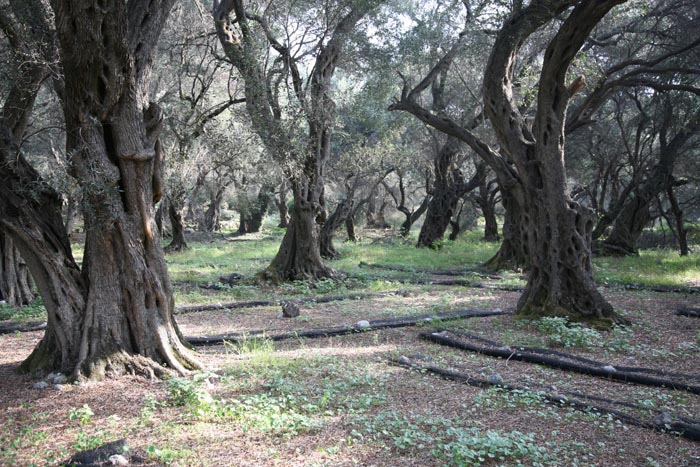 Korfu, Agios Geogios, Süden, Oliven-Wald, alt wie ein Baum - mittelmeer-reise-und-meer.de