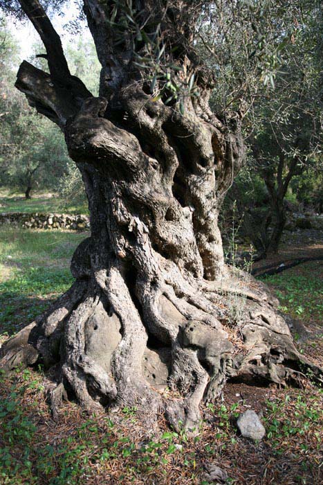 Korfu, Agios Geogios, Süden, Oliven-Wald, alte Frau - mittelmeer-reise-und-meer.de