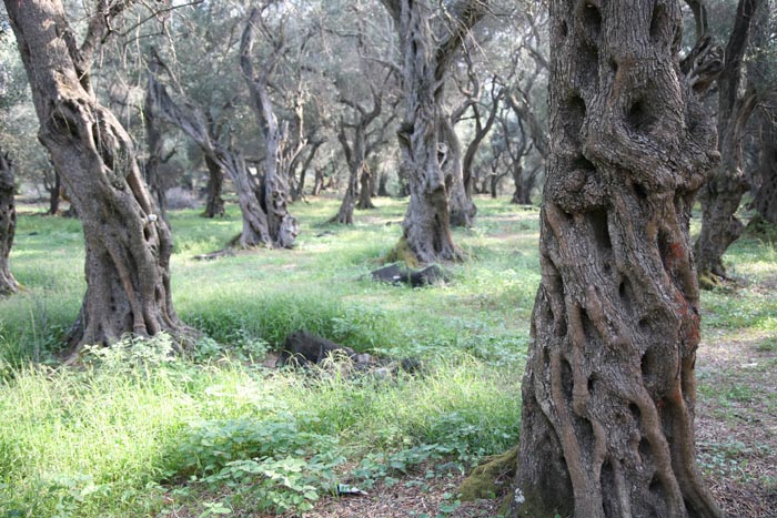 Korfu, Agios Geogios, Süden, Oliven-Wald, alte Frau - mittelmeer-reise-und-meer.de