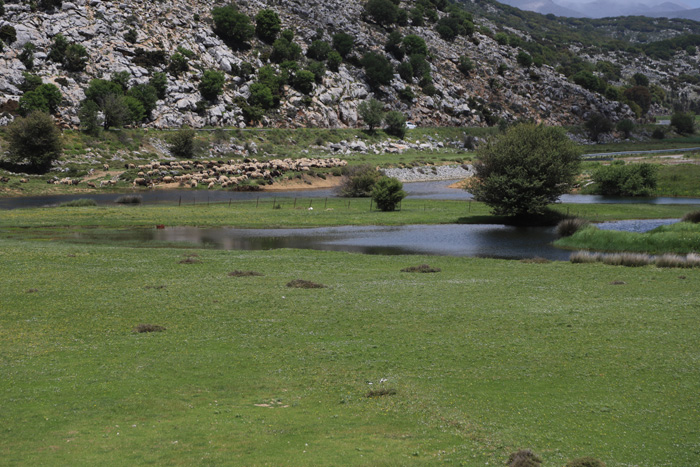 Kreta, Lassithi-Hochebene, Schafherde (1) - mittelmeer-reise-und-meer.de