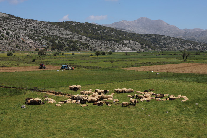 Kreta, Lassithi-Hochebene, Schafherde (2) - mittelmeer-reise-und-meer.de