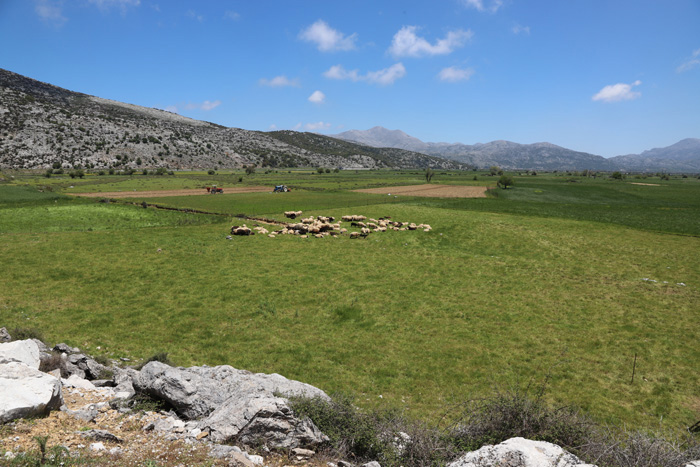 Kreta, Lassithi-Hochebene, Schafherde (2) - mittelmeer-reise-und-meer.de