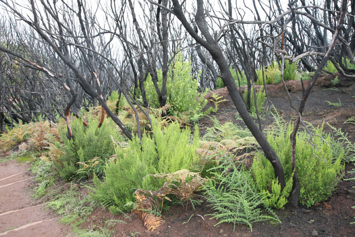 La Gomera, Alto de Garajonay, Abstieg 2, 15 Monate (2013) nach dem Waldbrand - mittelmeer-reise-und-meer.de