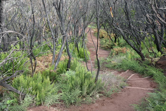 La Gomera, Alto de Garajonay, Abstieg 2, 15 Monate (2013) nach dem Waldbrand - mittelmeer-reise-und-meer.de La Gomera, Alto de Garajonay, Abstieg 2, 15 Monate (2013) nach dem Waldbrand - mittelmeer-reise-und-meer.de