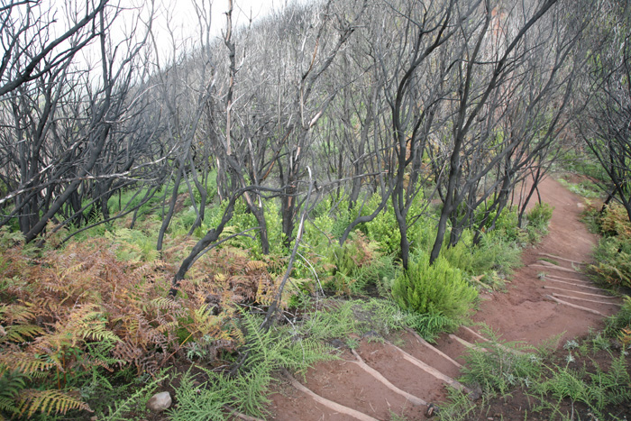 La Gomera, Alto de Garajonay, Abstieg 3, 15 Monate (2013) nach dem Waldbrand - mittelmeer-reise-und-meer.de