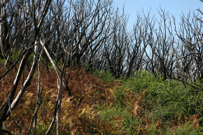 La Gomera, Alto de Garajonay, Abstieg 4, ca. 2 Jahre (2014) nach dem Waldbrand - mittelmeer-reise-und-meer.de