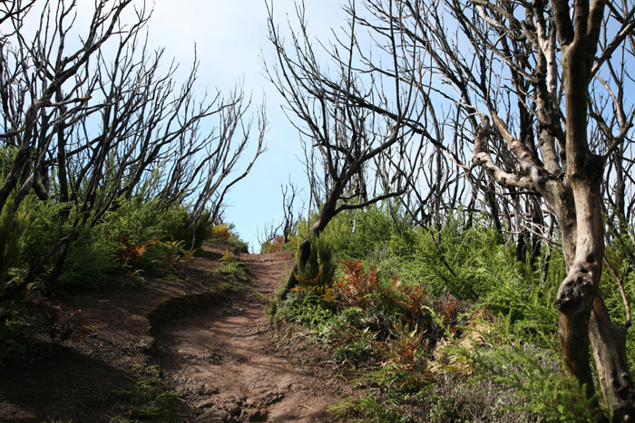 La Gomera, Alto de Garajonay, Abstieg 4, ca. 2 Jahre (2014) nach dem Waldbrand - mittelmeer-reise-und-meer.de