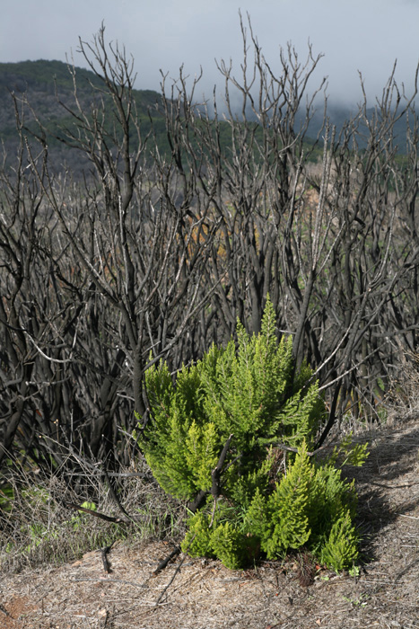 La Gomera, Alto de Garajonay, Abstieg 1, 15 Monate (2013) nach dem Waldbrand - mittelmeer-reise-und-meer.de La Gomera, Alto de Garajonay, Abstieg 1, 15 Monate (2013) nach dem Waldbrand - mittelmeer-reise-und-meer.de