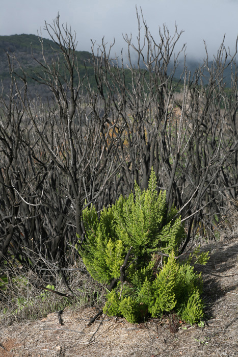 La Gomera, Alto de Garajonay, Abstieg 1, 15 Monate (2013) nach dem Waldbrand - mittelmeer-reise-und-meer.de