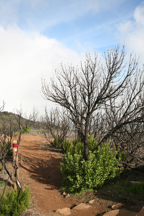 La Gomera, Alto de Garajonay, Abstieg 1, 15 Monate (2013) nach dem Waldbrand - mittelmeer-reise-und-meer.de