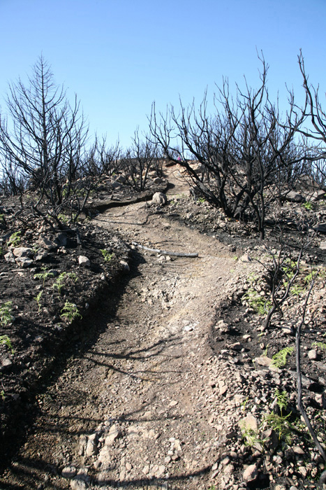 La Gomera, Alto de Garajonay, Wandern, Aufstieg zum Gipfel 2012 - mittelmeer-reise-und-meer.de