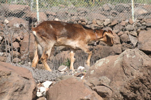 La Gomera Ziegen