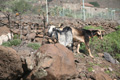 Ziegen, Arguayoda, La Gomera