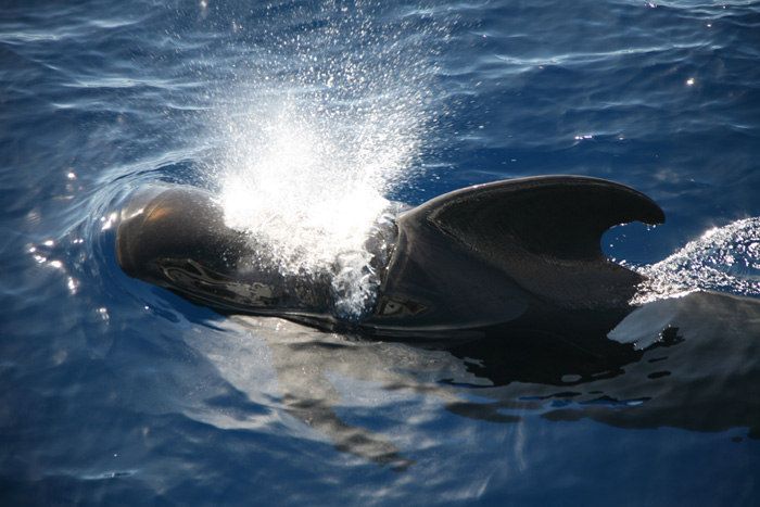 La Gomera, Whale Watching, (1+2) - mittelmeer-reise-und-meer.de