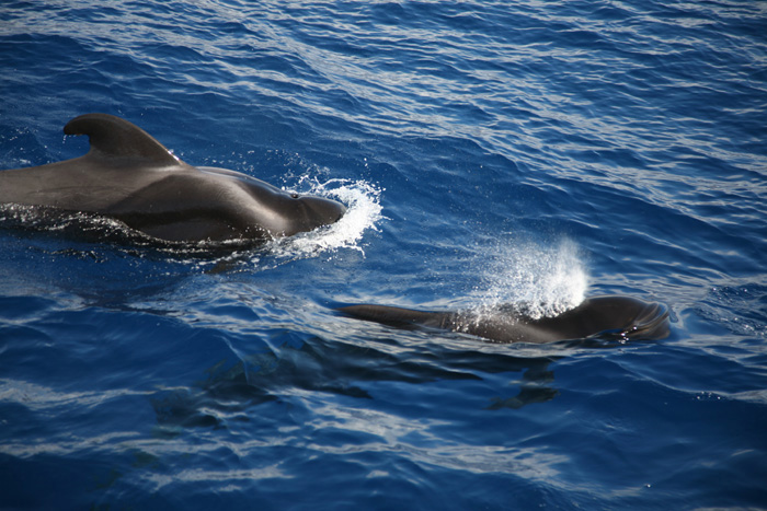 La Gomera, Whale Watching, (3-5) - mittelmeer-reise-und-meer.de