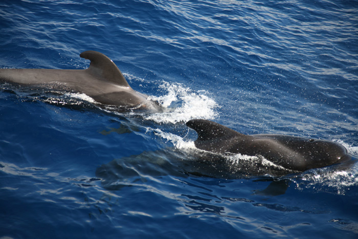 La Gomera, Whale Watching, (3-5) - mittelmeer-reise-und-meer.de