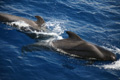 Whale Watching, (6+7), La Gomera