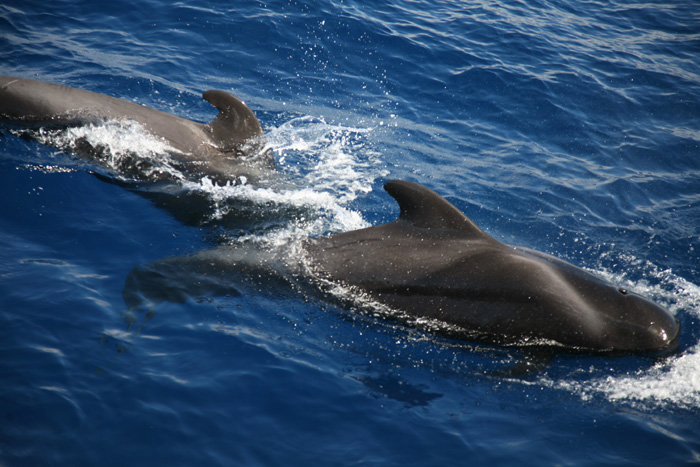 La Gomera, Whale Watching, (6+7) - mittelmeer-reise-und-meer.de