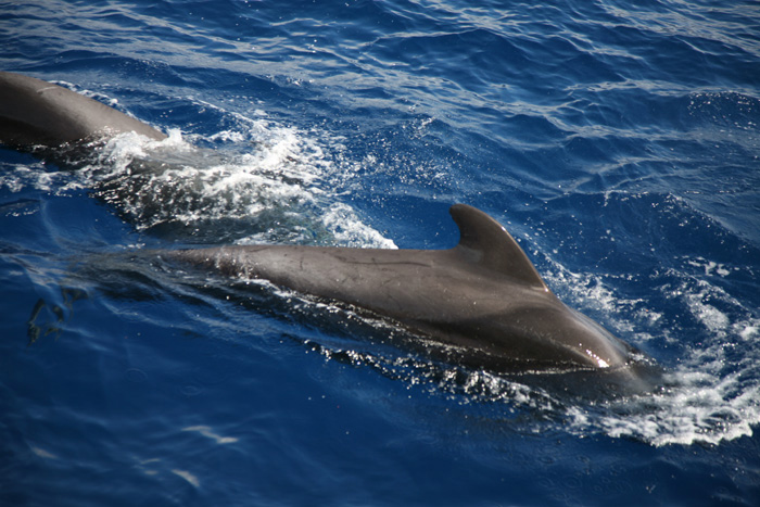 La Gomera, Whale Watching, (6+7) - mittelmeer-reise-und-meer.de