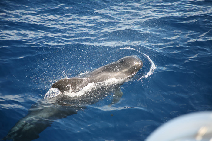 La Gomera, Whale Watching, (8+9) - mittelmeer-reise-und-meer.de