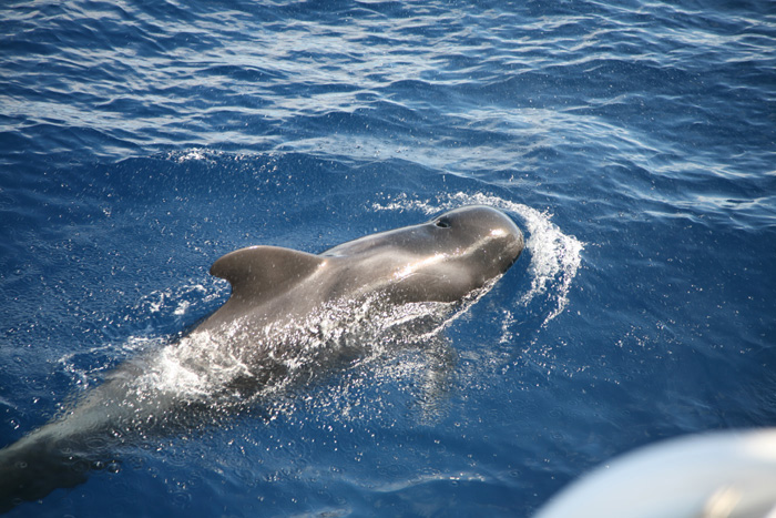 La Gomera, Whale Watching, (8+9) - mittelmeer-reise-und-meer.de