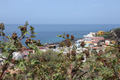 La Bombilla, Wunderbaum an der Camino las Hoyas, La Palma