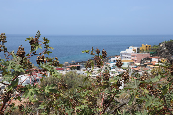 La Palma, La Bombilla, Wunderbaum an der Camino las Hoyas - mittelmeer-reise-und-meer.de