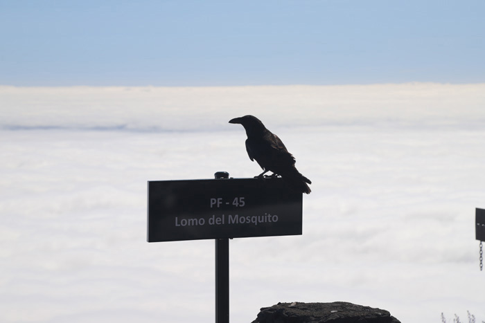 La Palma, LP-4, Lomo del Mosquito, Rabe - mittelmeer-reise-und-meer.de