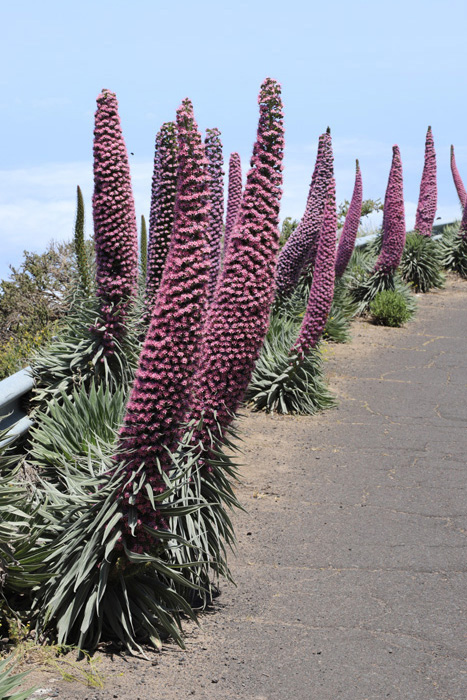 La Palma, LP-4, Natternkopf - mittelmeer-reise-und-meer.de