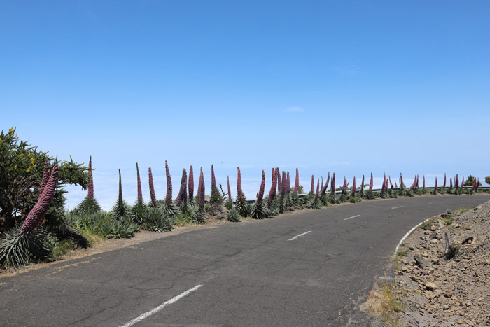 La Palma, LP-4, Natternkopf - mittelmeer-reise-und-meer.de