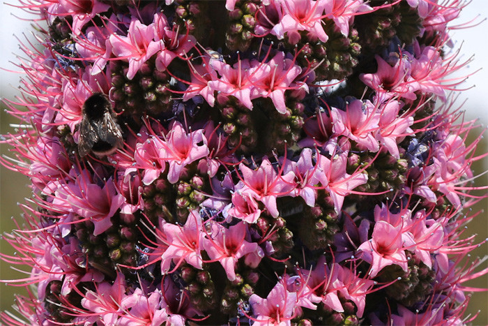 La Palma, LP-4, 'Bienenhotel' Natternkopf - mittelmeer-reise-und-meer.de