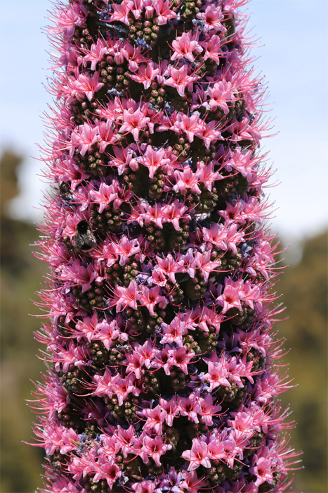 La Palma, LP-4, 'Bienenhotel' Natternkopf - mittelmeer-reise-und-meer.de