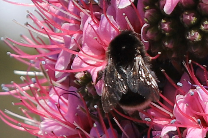 La Palma, LP-4, 'Bienenhotel' Natternkopf - mittelmeer-reise-und-meer.de