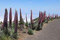 Natternkopf, LP-4, La Palma