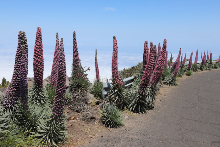 La Palma, LP-4, Wildprets Natternkopf - mittelmeer-reise-und-meer.de