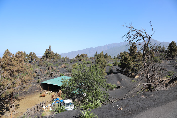 La Palma, Volcán de Tajogaite, Landwirtschaft beim Vulkan - mittelmeer-reise-und-meer.de