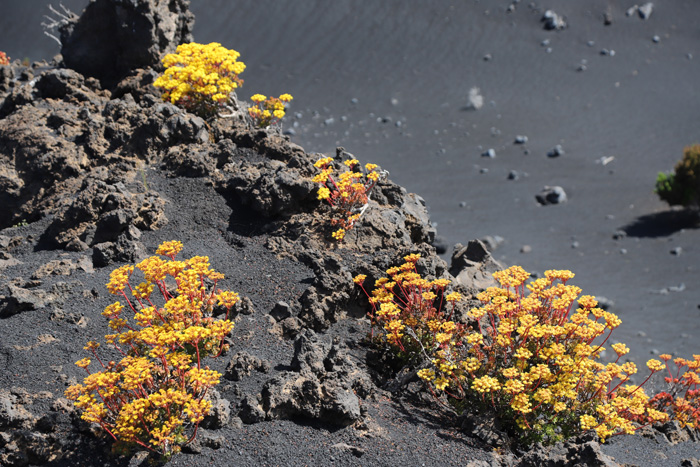La Palma, Volcán de Tajogaite, Mirador Volcán de Tajogaite, “Wasserfall“ - mittelmeer-reise-und-meer.de