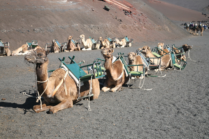 Lanzarote, Timanfaya Nationalpark, Mit dem Kamel in die Feuerberge? - mittelmeer-reise-und-meer.de