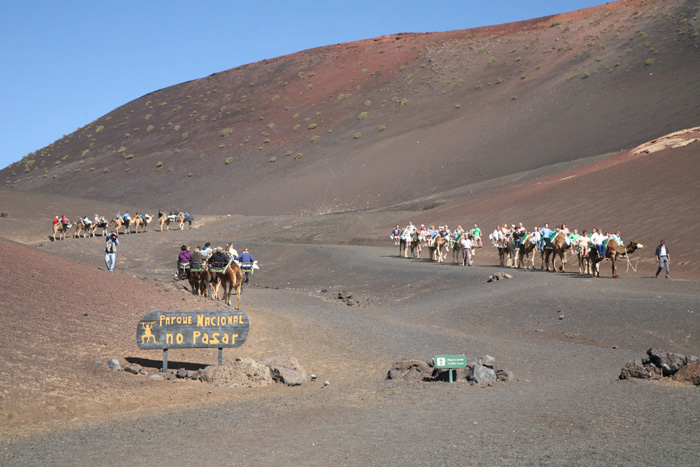 Lanzarote, Timanfaya Nationalpark, Mit dem Kamel in die Feuerberge? - mittelmeer-reise-und-meer.de