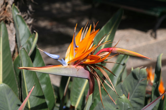 Madeira, Ribeira Brava, Paradiesvogel - mittelmeer-reise-und-meer.de