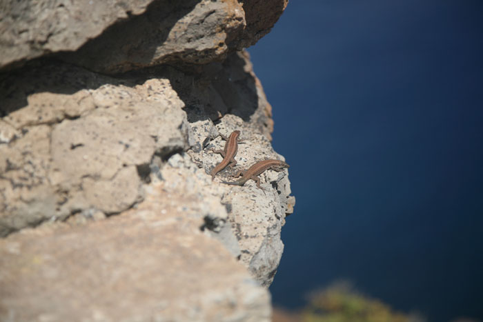 Madeira, Ponta de Sao Lourenco, Eidechse - mittelmeer-reise-und-meer.de