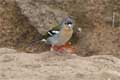 Ribeiro Frio, Balcoes, Vogelwelt, Madeira