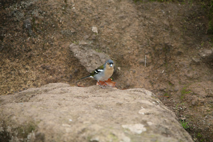 Madeira, Ribeiro Frio, Balcoes, Vogelwelt - mittelmeer-reise-und-meer.de